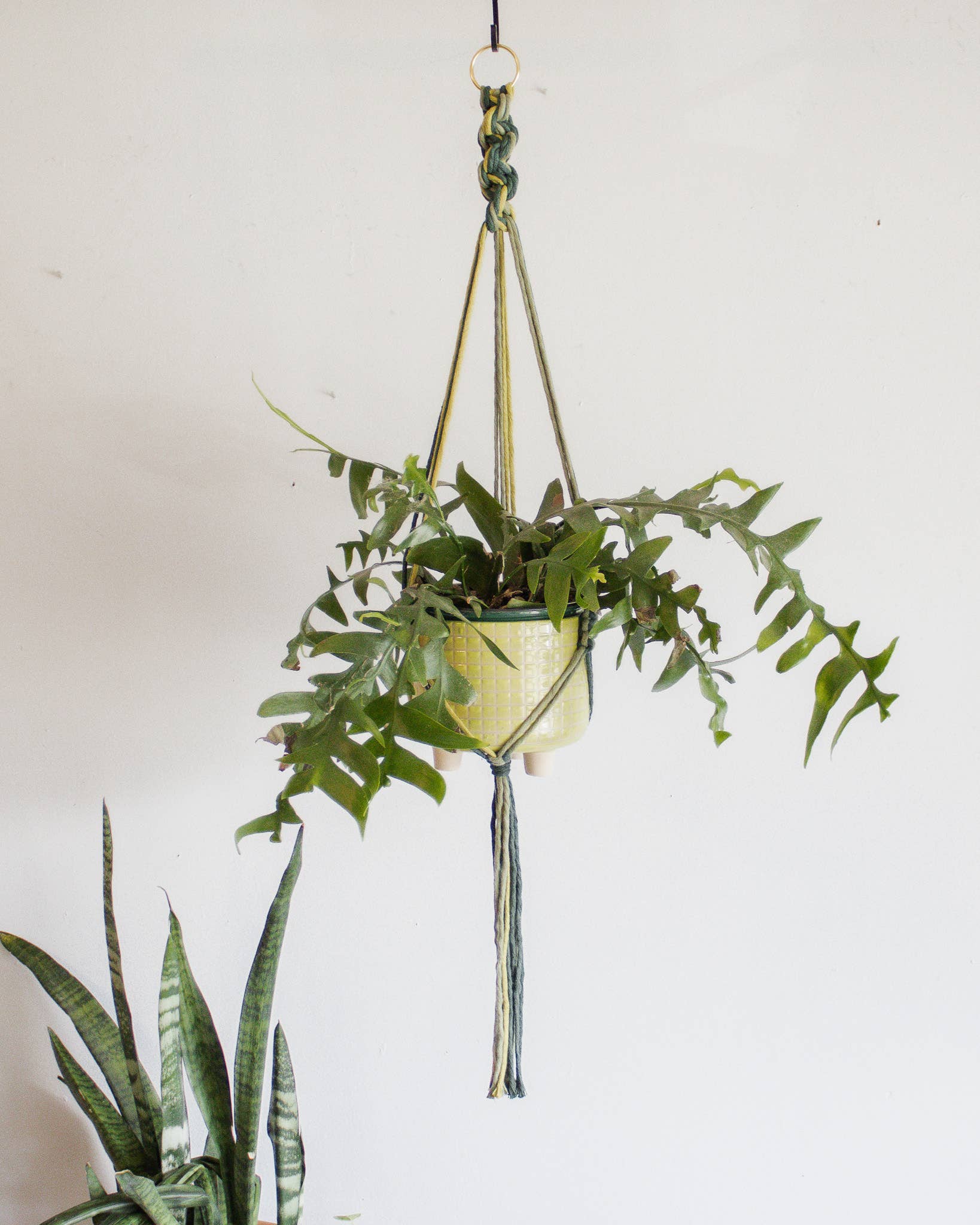 Chunky Twist Plant Hanger - Multicolor: Cactus