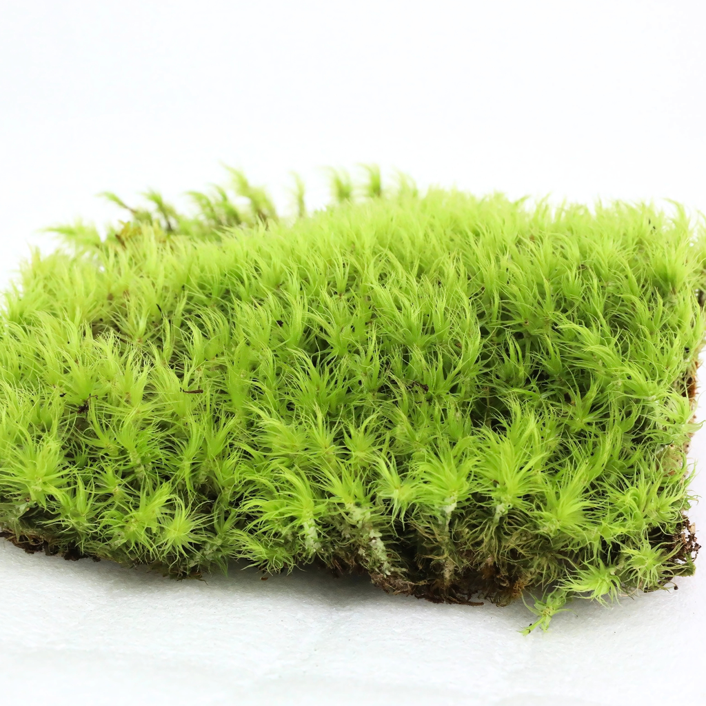 Live Mood Moss – Dormant 6X6" Squares, Hand-Harvested: Dicranum Scoparium