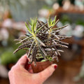 Mother Of Millions Succulent
