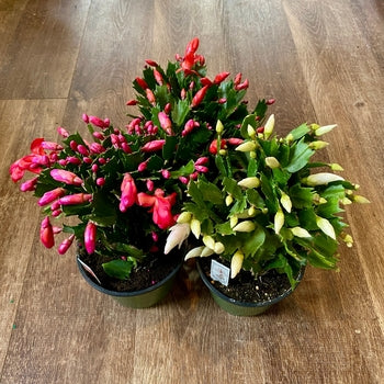 Christmas Cactus 4" Or 6" Pot - 4" Yellow