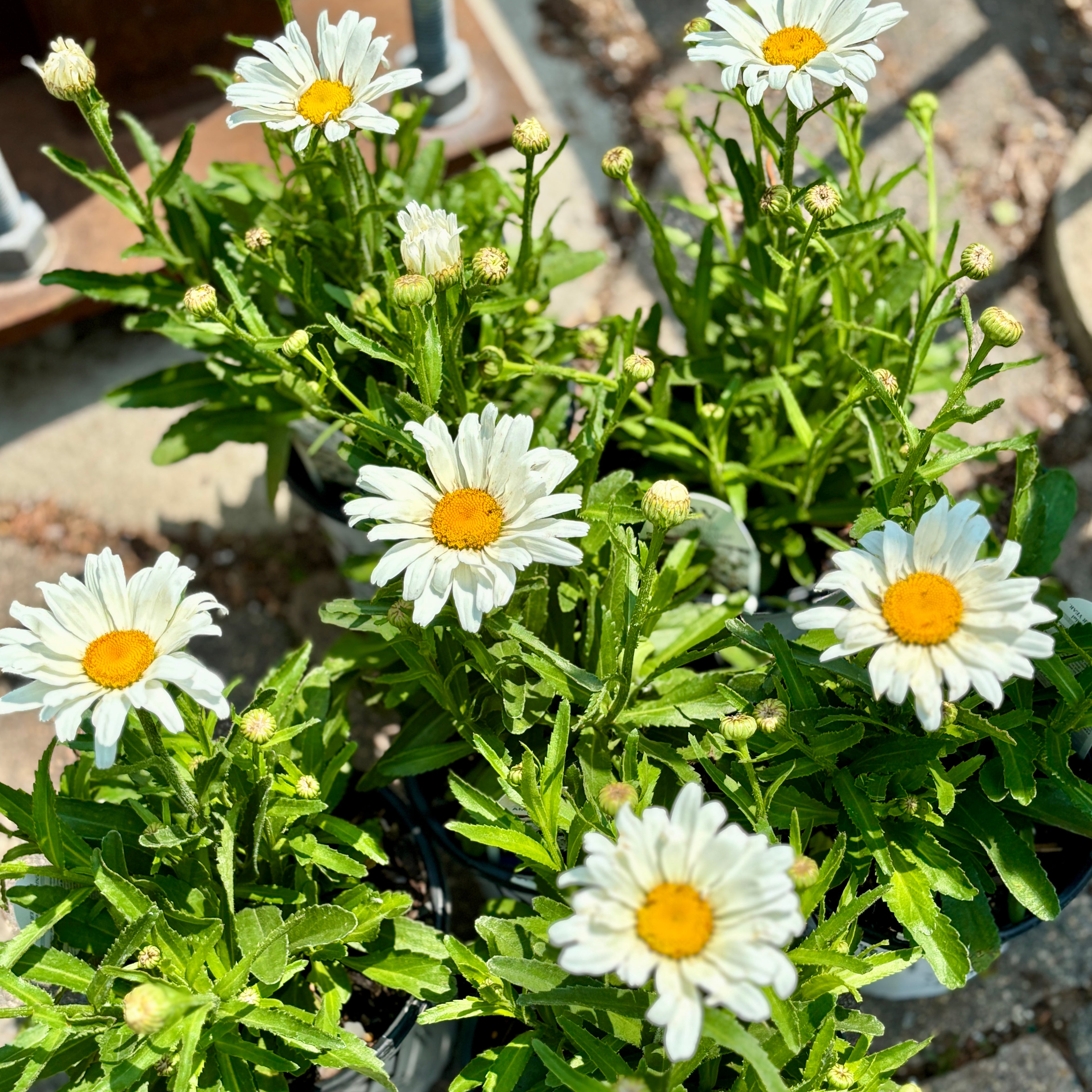 Leucanthemum 'Daisy Duke'/Daisy May Shasta Daisy #1 Gal.