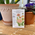 Scabiosa 'Fata Morgana' | Pincushion Flower