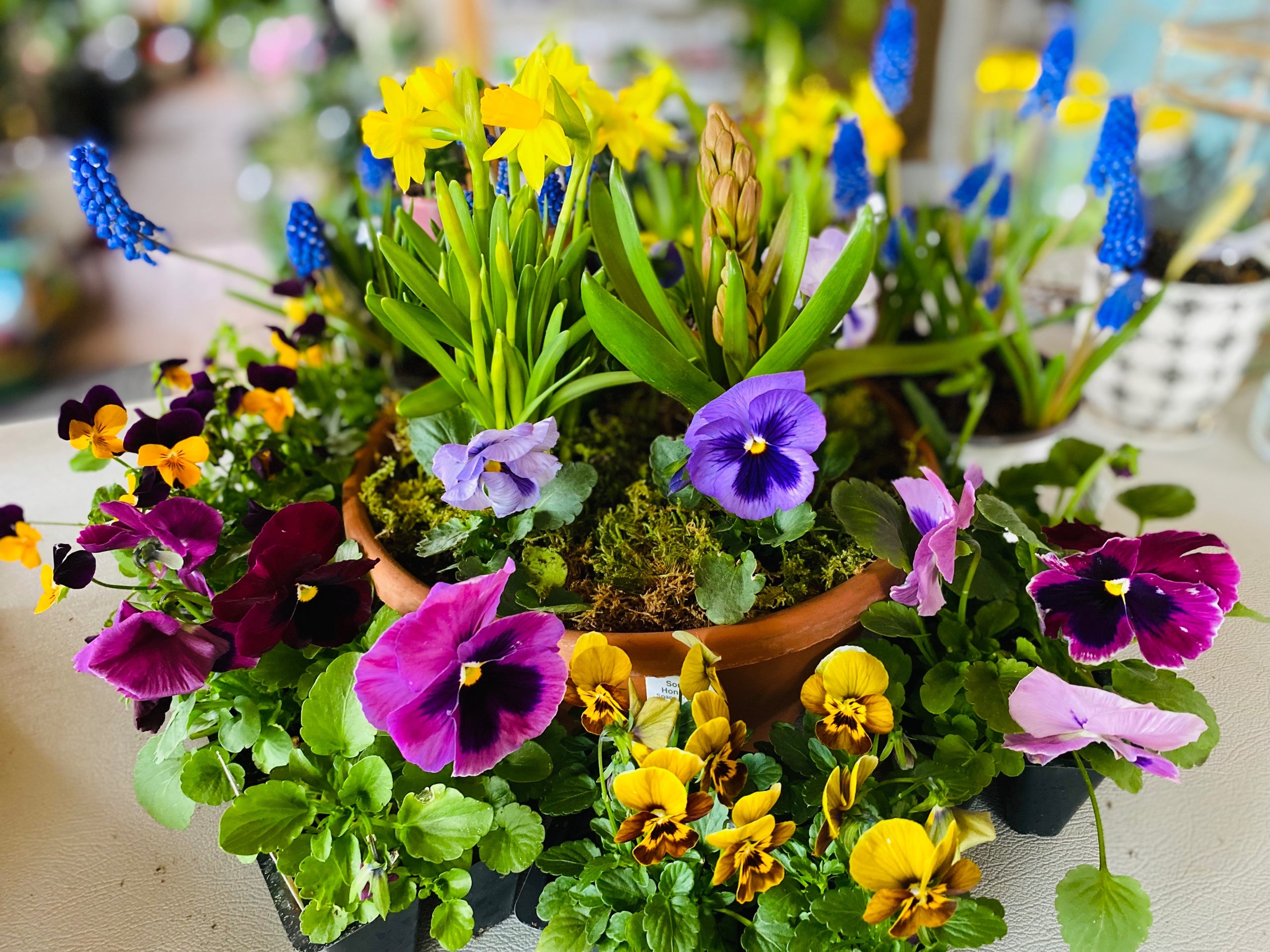 Spring Pots & Petals: Build Your Own Container