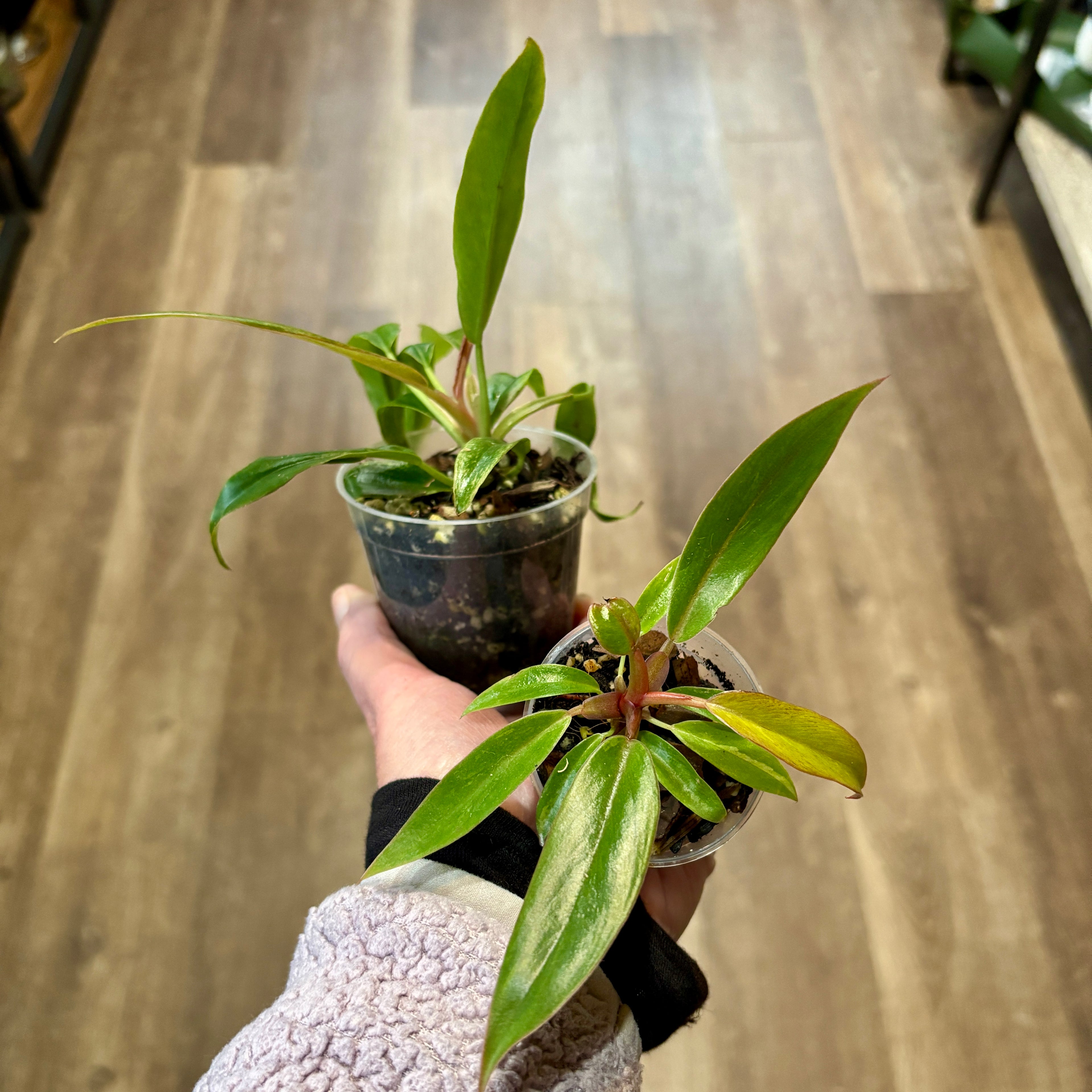 Philodendron 'Caramel Marble' 2"
