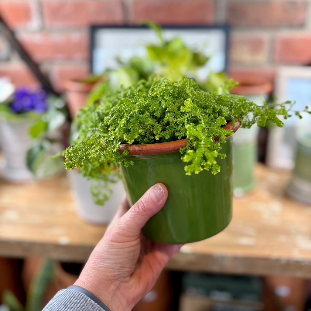 5.5" Apple Green Cylinder Glazed Terracotta Pot