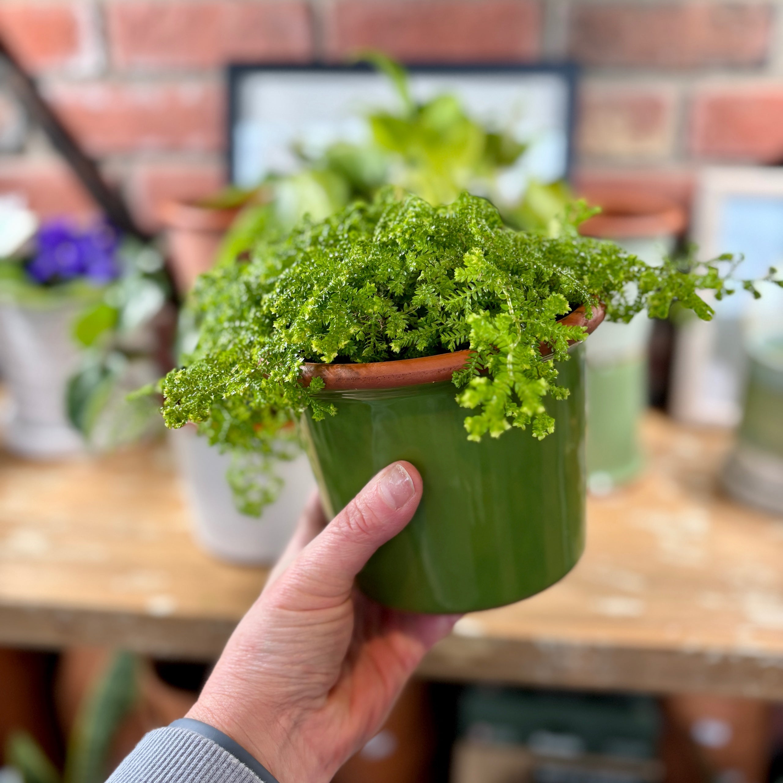 5.5" Apple Green Cylinder Glazed Terracotta Pot