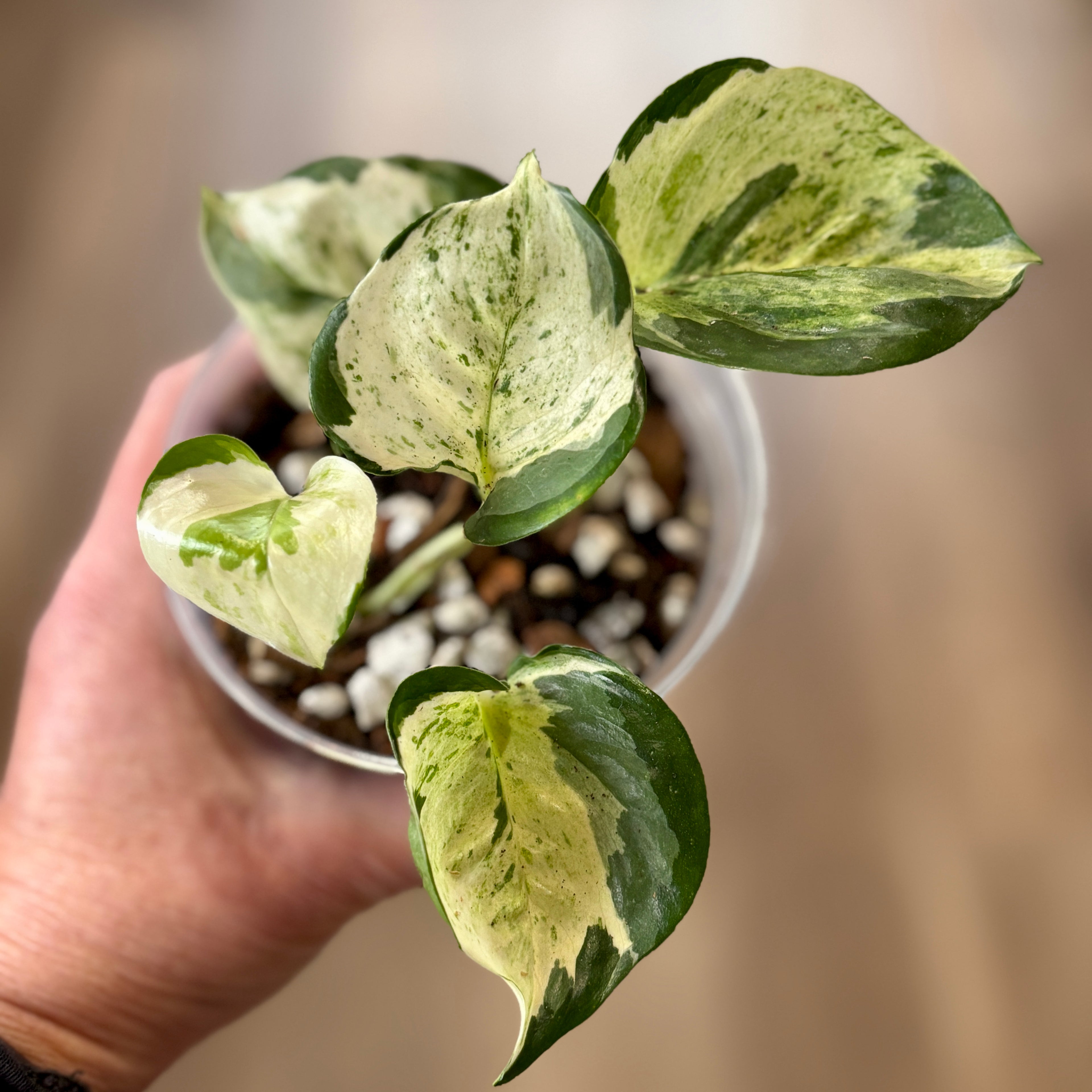 Pothos 'Manjula' 4" Rooted Cuttings