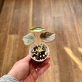 Alocasia 'Cuprea'