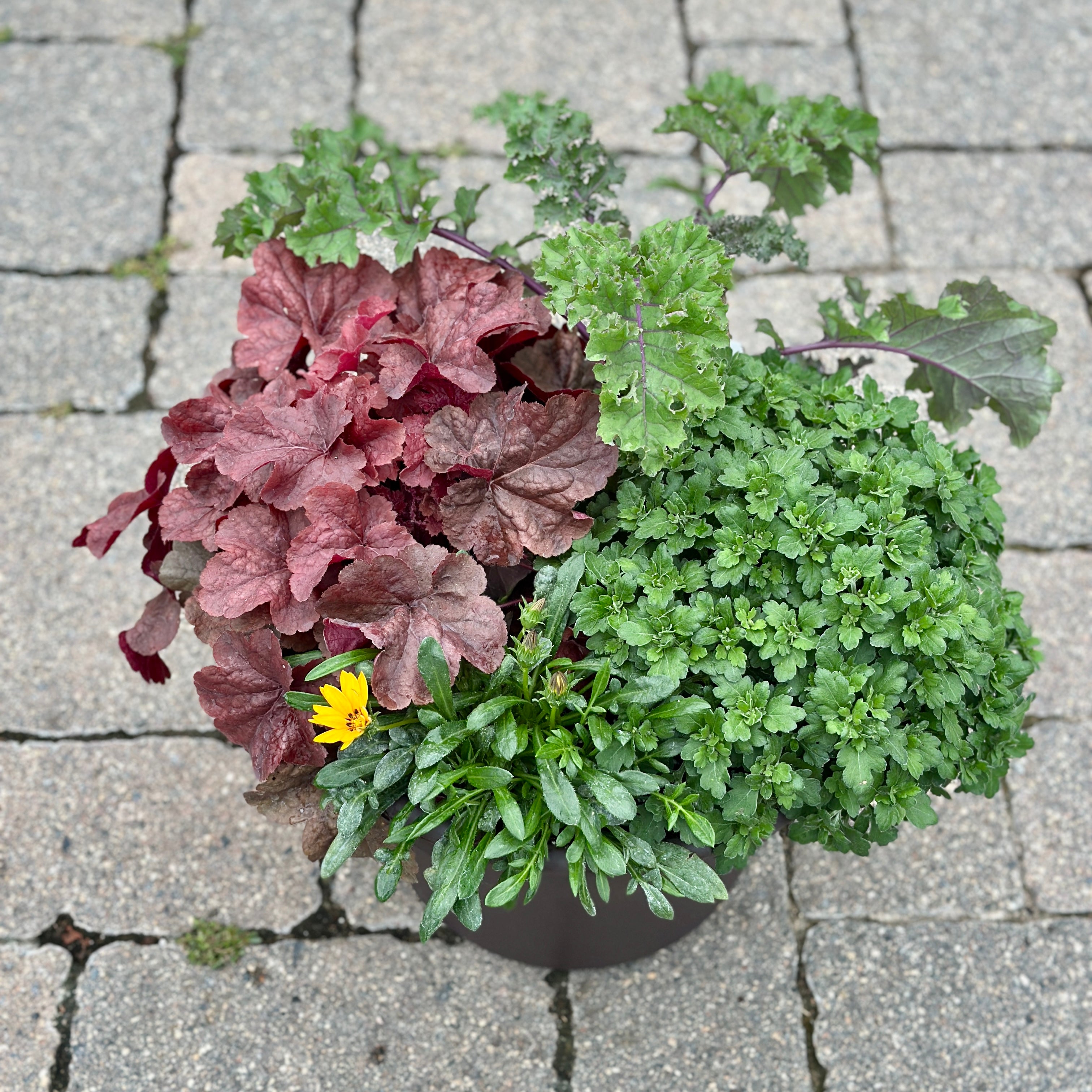 12" Mixed Fall Patio Pot