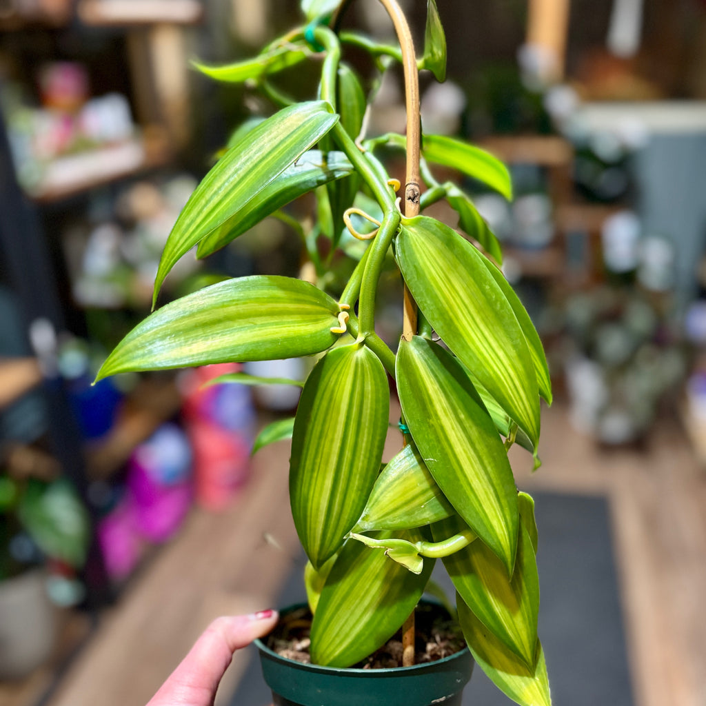 Vanilla Orchid / Vanilla Planifolia 'Variegated' Albo Marginated
