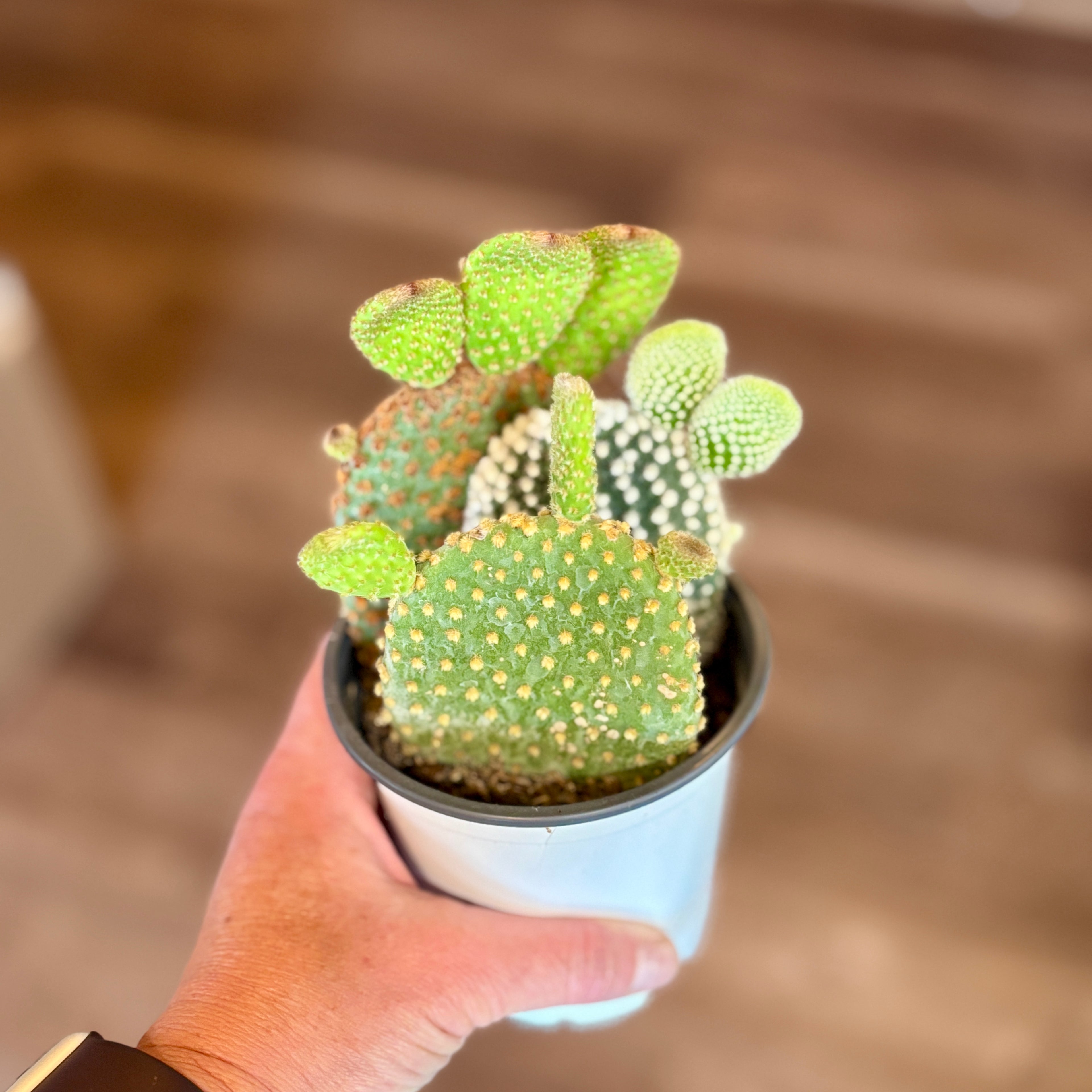 Cactus Garden 4"