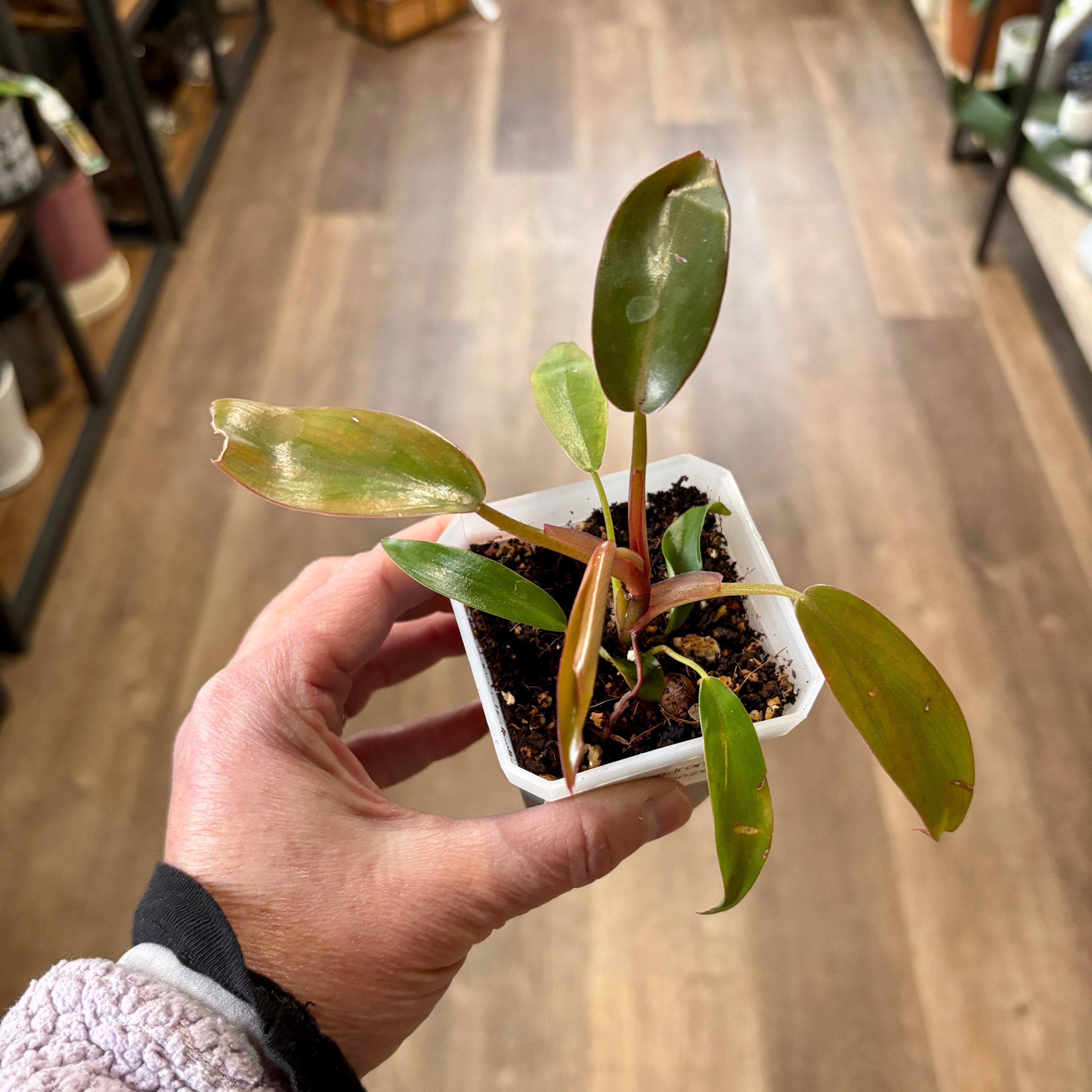 Philodendron 'Florida Bronze' - 3"