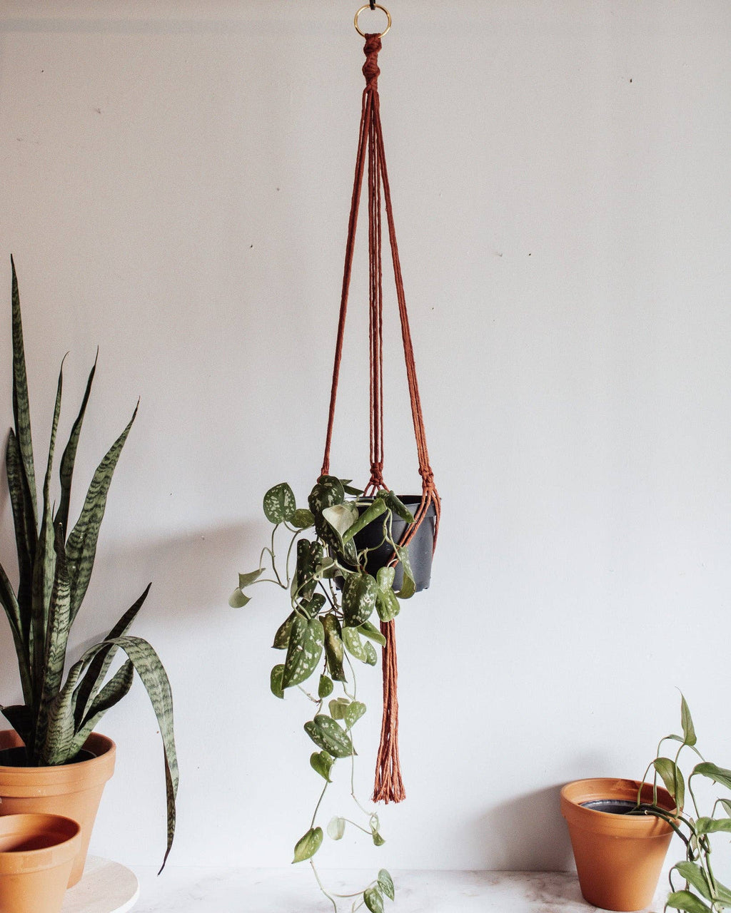 Basic Macrame Plant Hanger: Moss