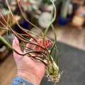 Tillandsia Bulbosa 'Belize'