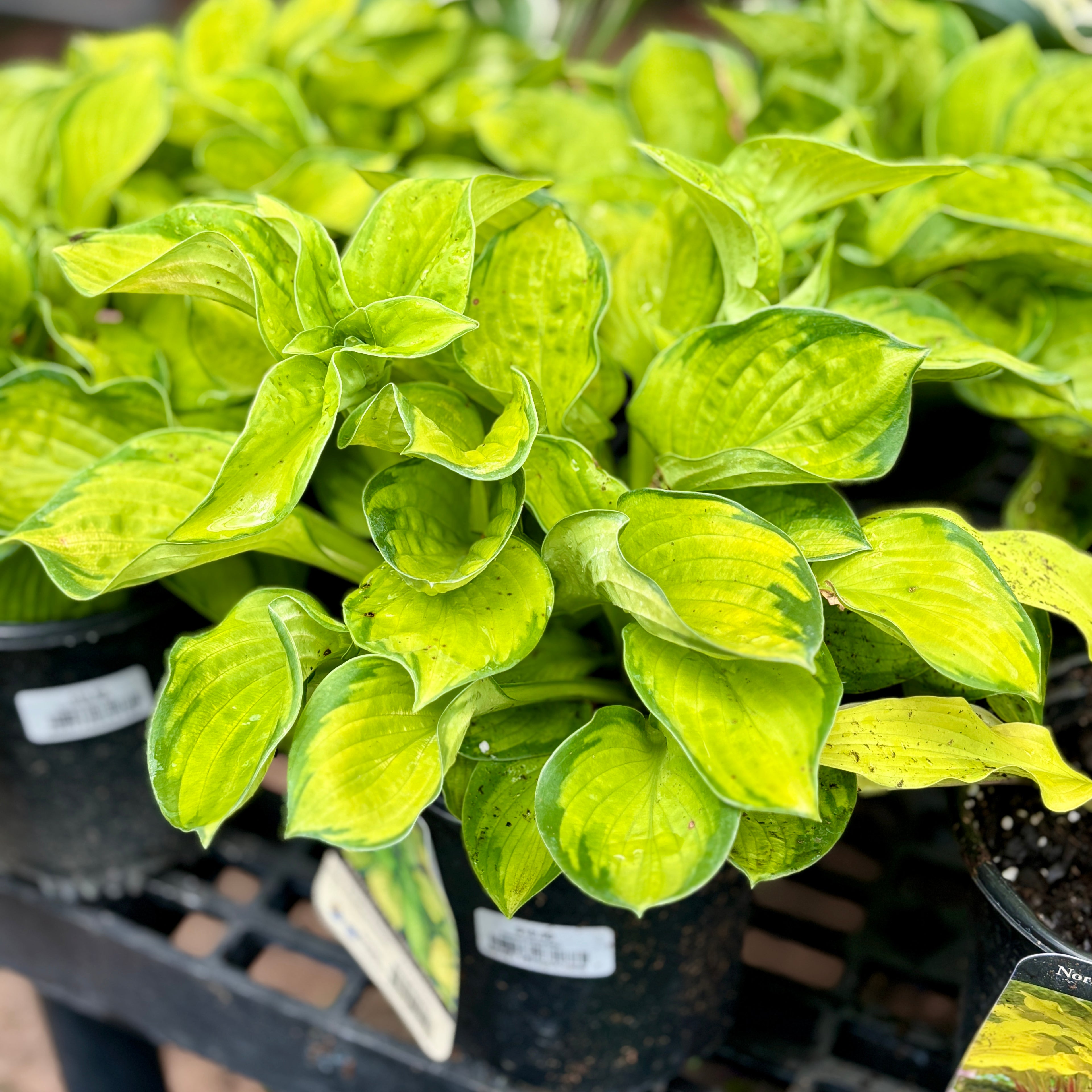 Hosta Rainforest Sunrise #1 Gallon