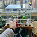 Plant Prop Propagation Box-Acrylic