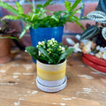 Chive Bombastic 3" Pot & Saucer