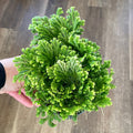 4" Frosty Fern