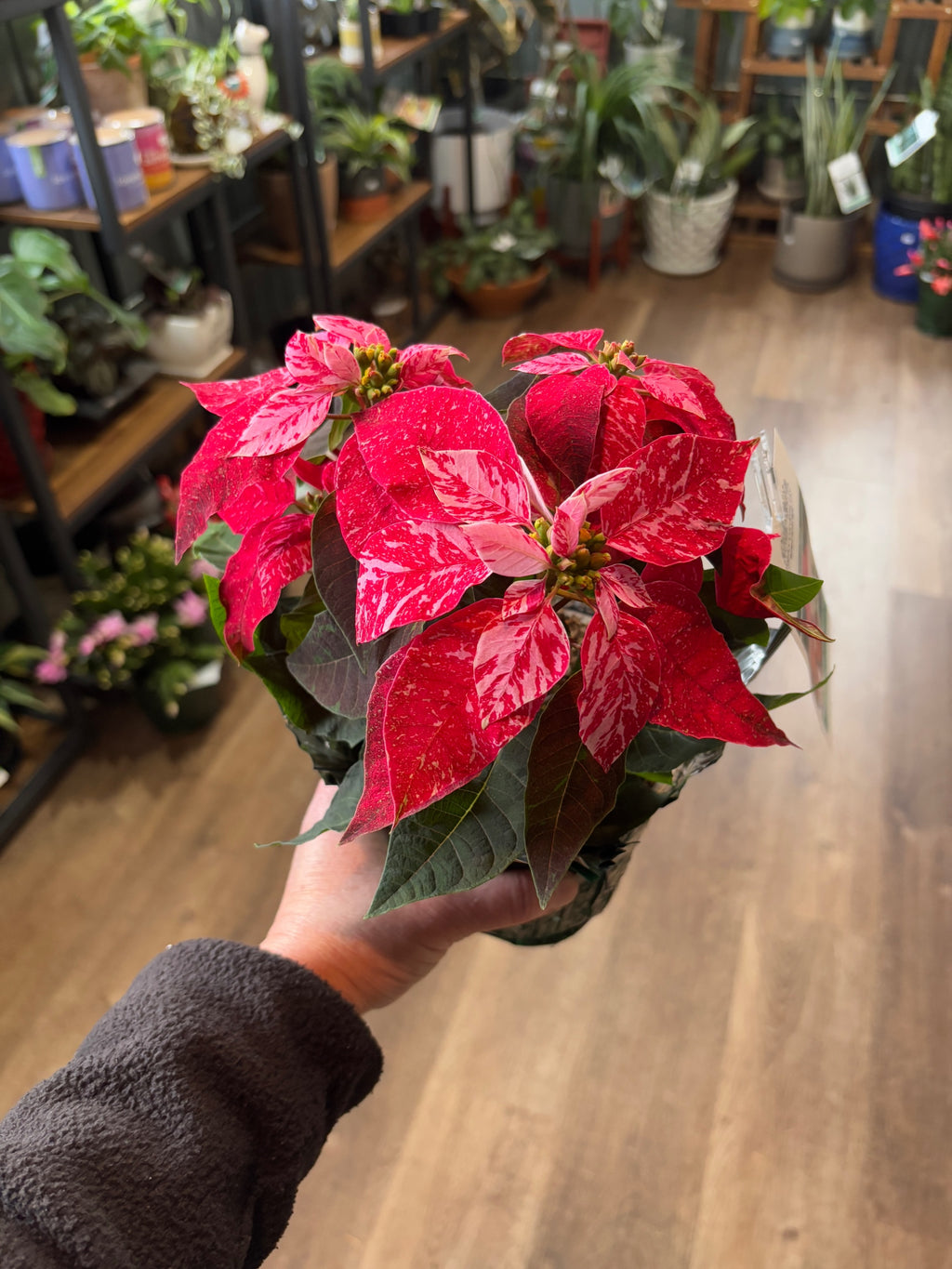 Poinsettia - 6.5" Fancy Red