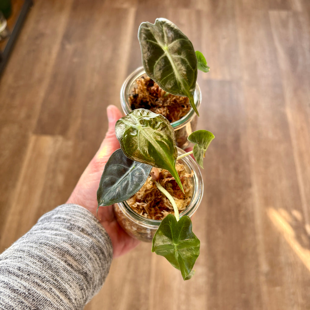 Alocasia 'Venom'