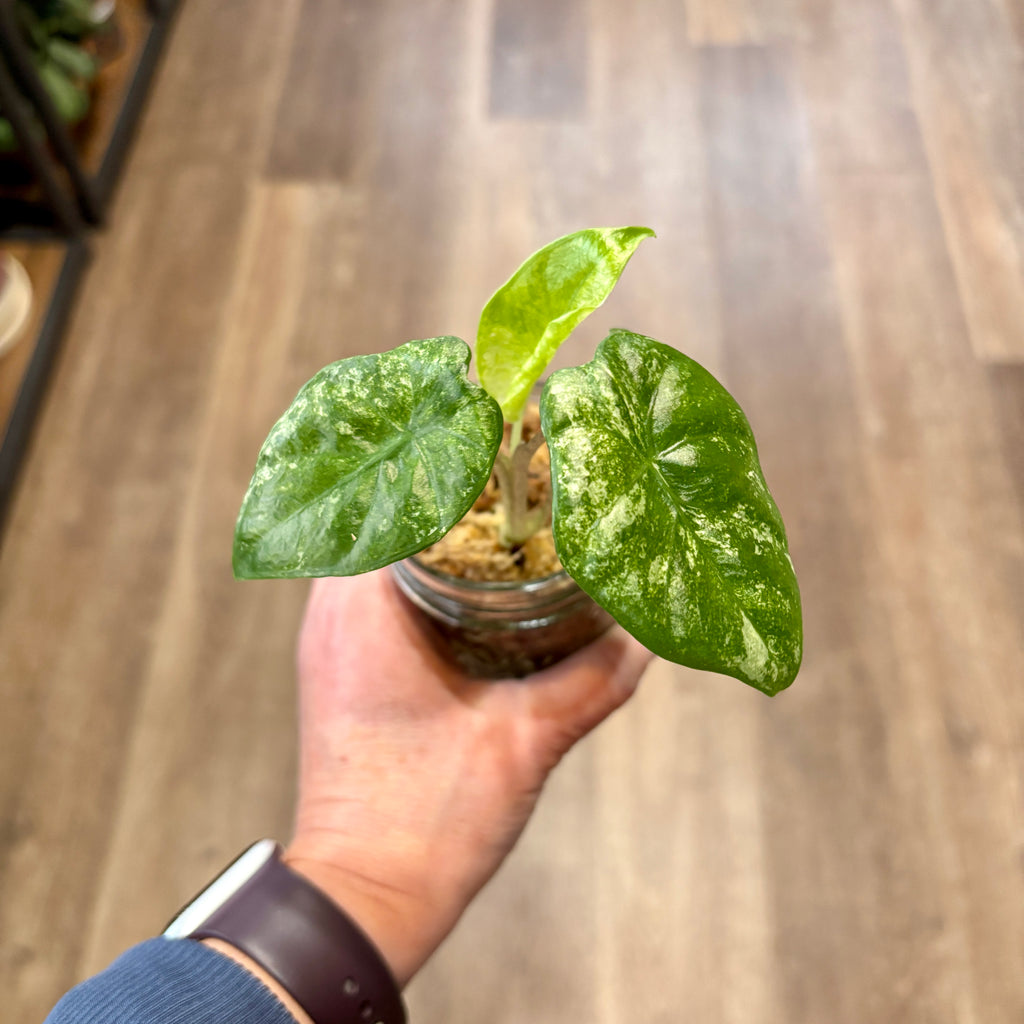 Alocasia Odora 'Batik' 3" Pot