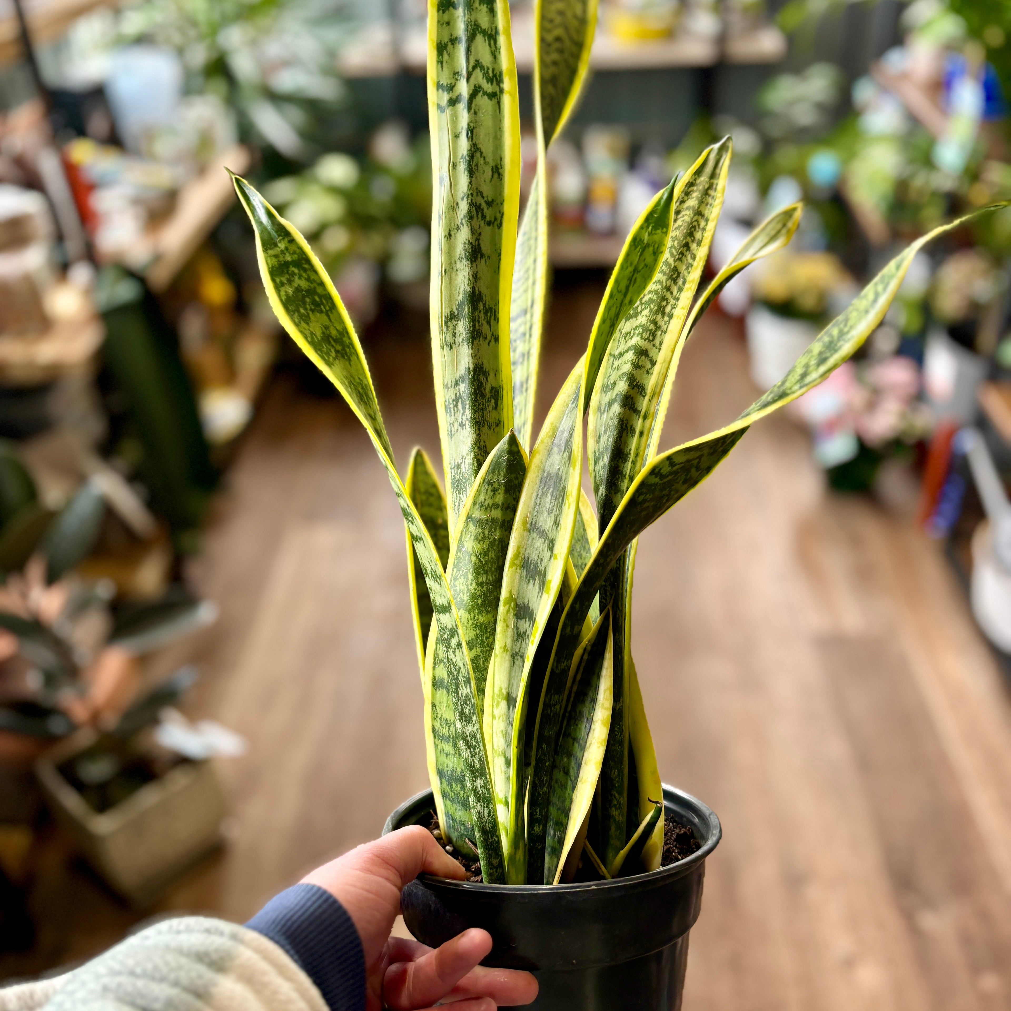 Sansevieria Laurentii 6"