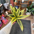 Sansevieria 'La Rubia'