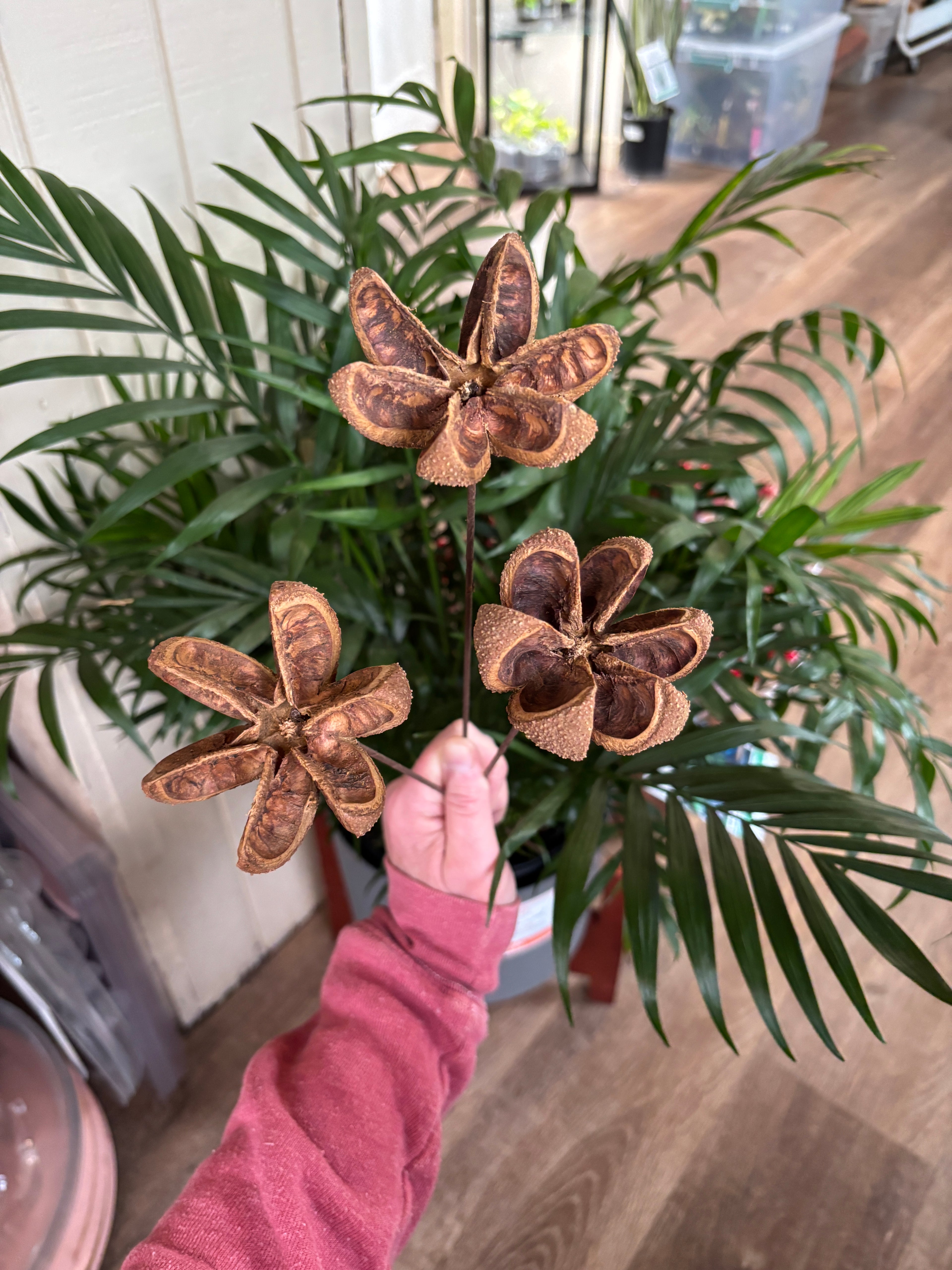 Amazonian Lily Preserved 3/Pack