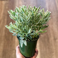 Lavender 'Goodwin Creek' 4" Pot