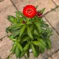 5.25" Straw Flower Crimson Sun