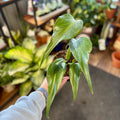 Philodendron 'Burle Marx Flame' 6"