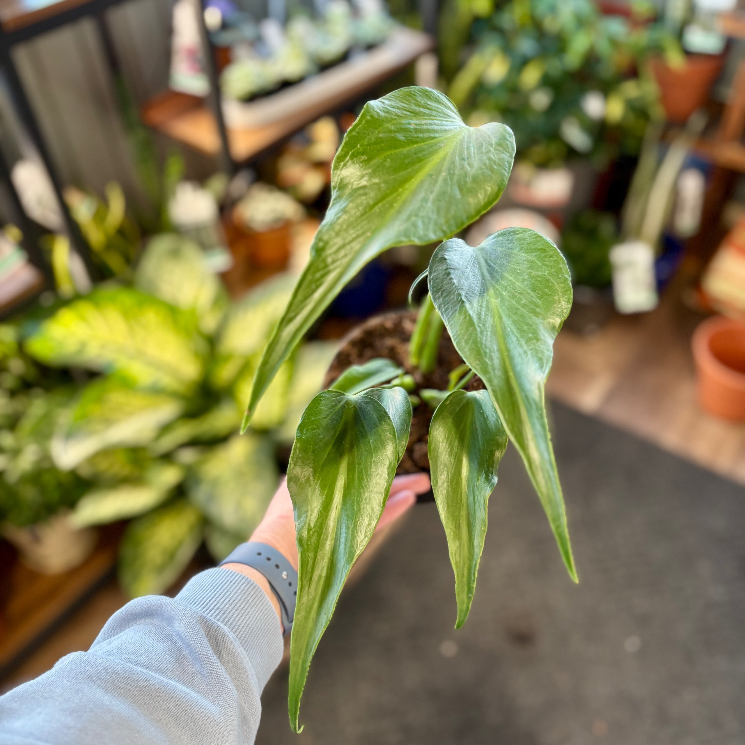 Philodendron 'Burle Marx Flame' 6"