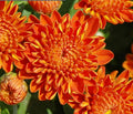 5.5" Dendranthema Igloo Autumn Spice Mum