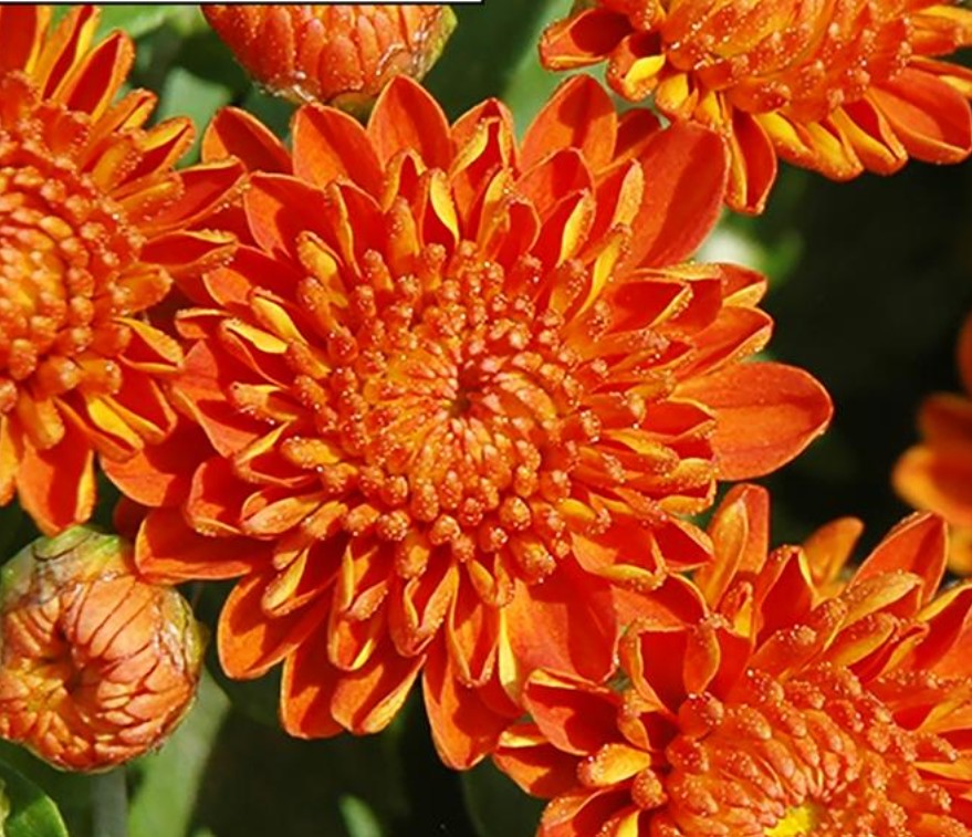 5.5" Dendranthema Igloo Autumn Spice Mum