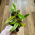 Philodendron 'Caramel Marble' 2"