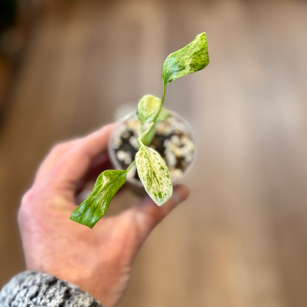 Epipremnum Giganteum Variegated | Pothos