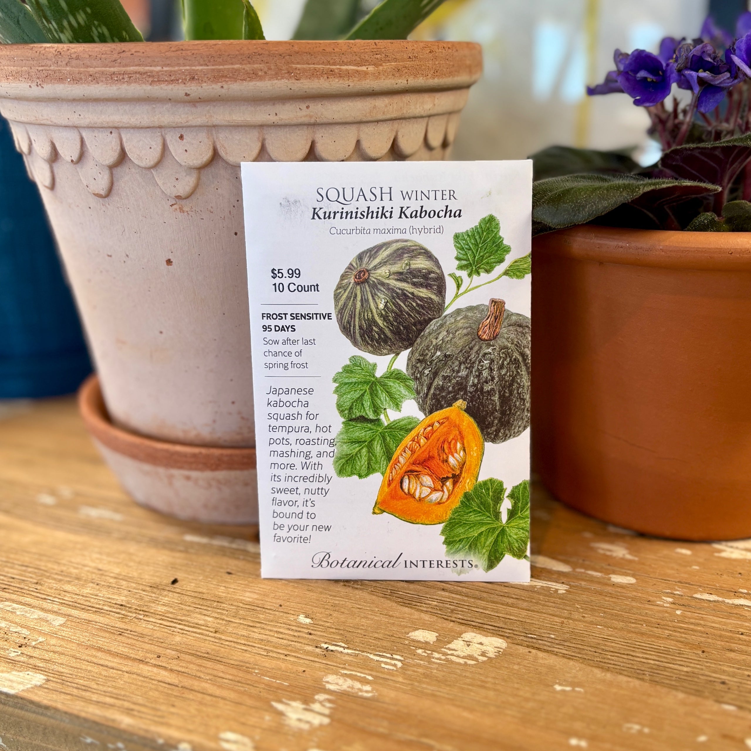 Squash Winter 'Kurinishiki' Kabocha