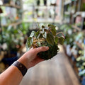 Kokedama 4 Inch