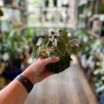 Kokedama 4 Inch