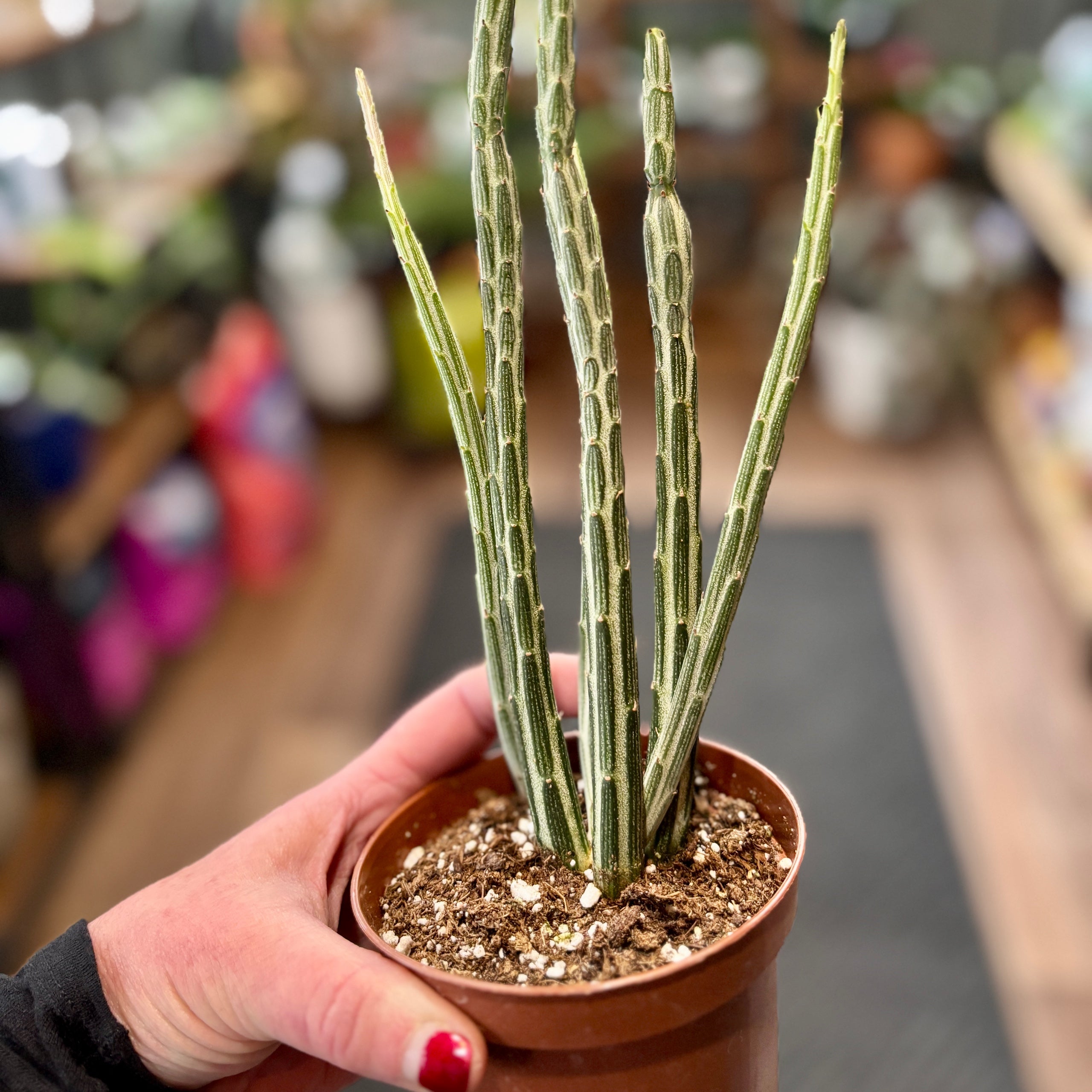 Pickle Plant 4" Pot