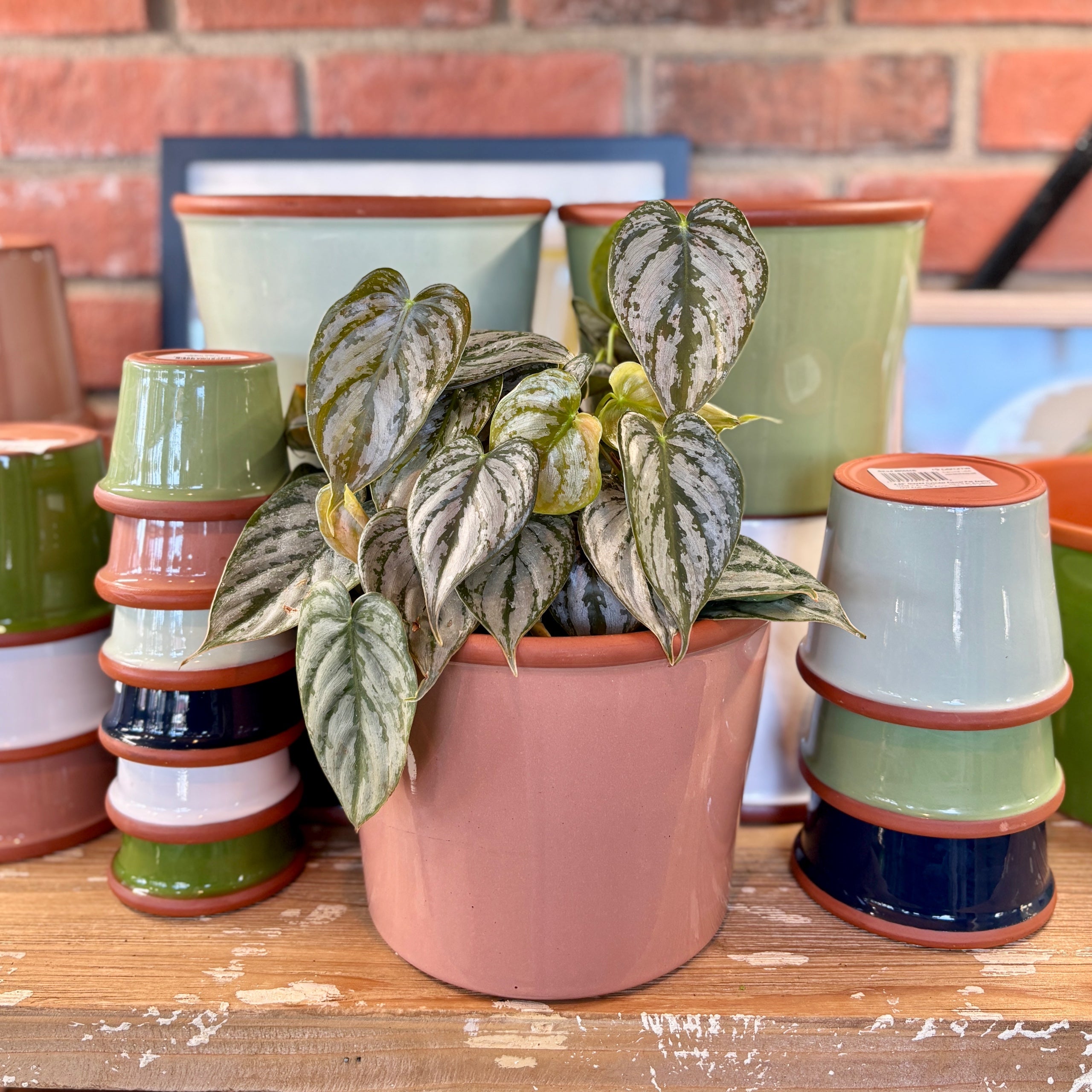 7.7" Rose Cylinder Glazed Terracotta Pot