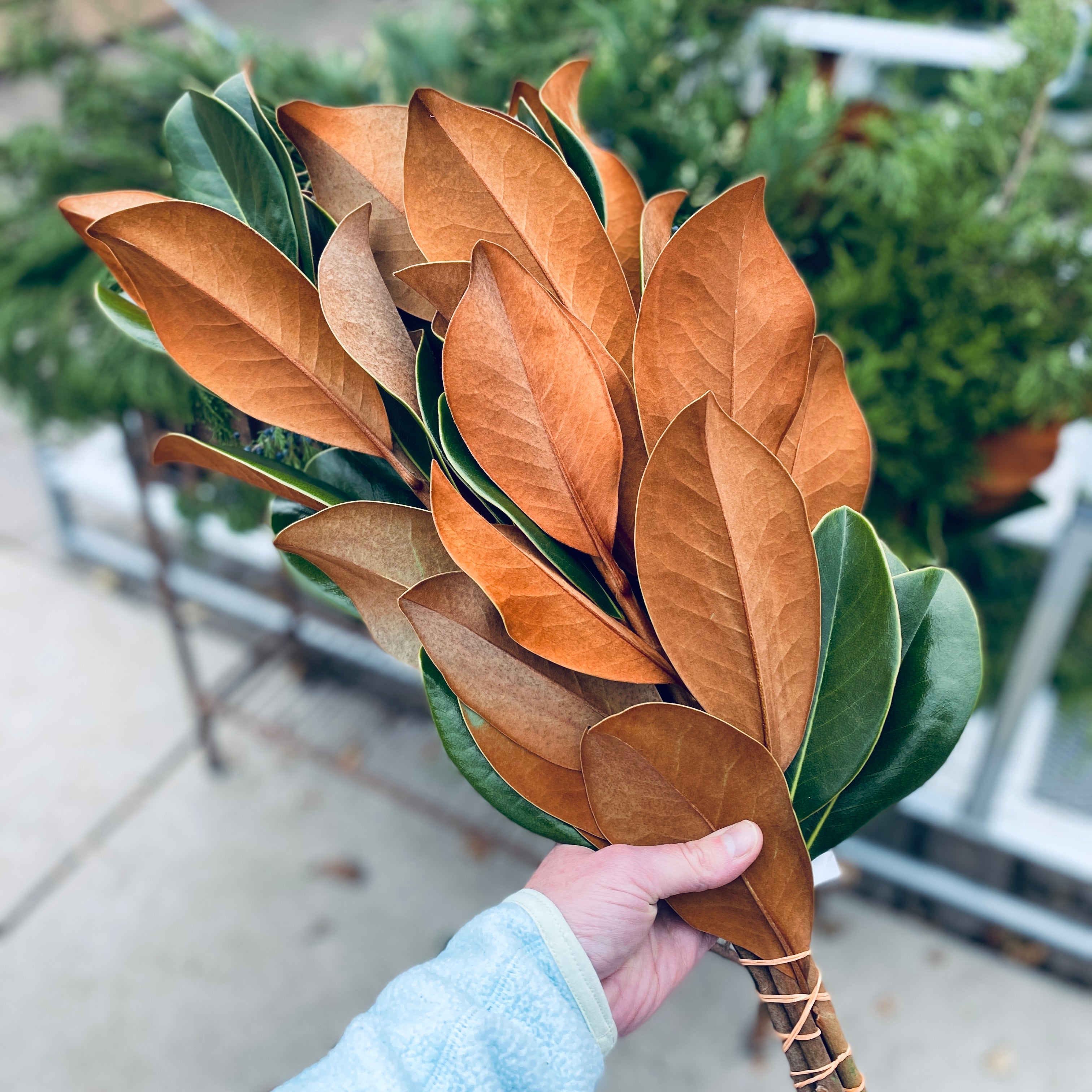 Magnolia Bundles