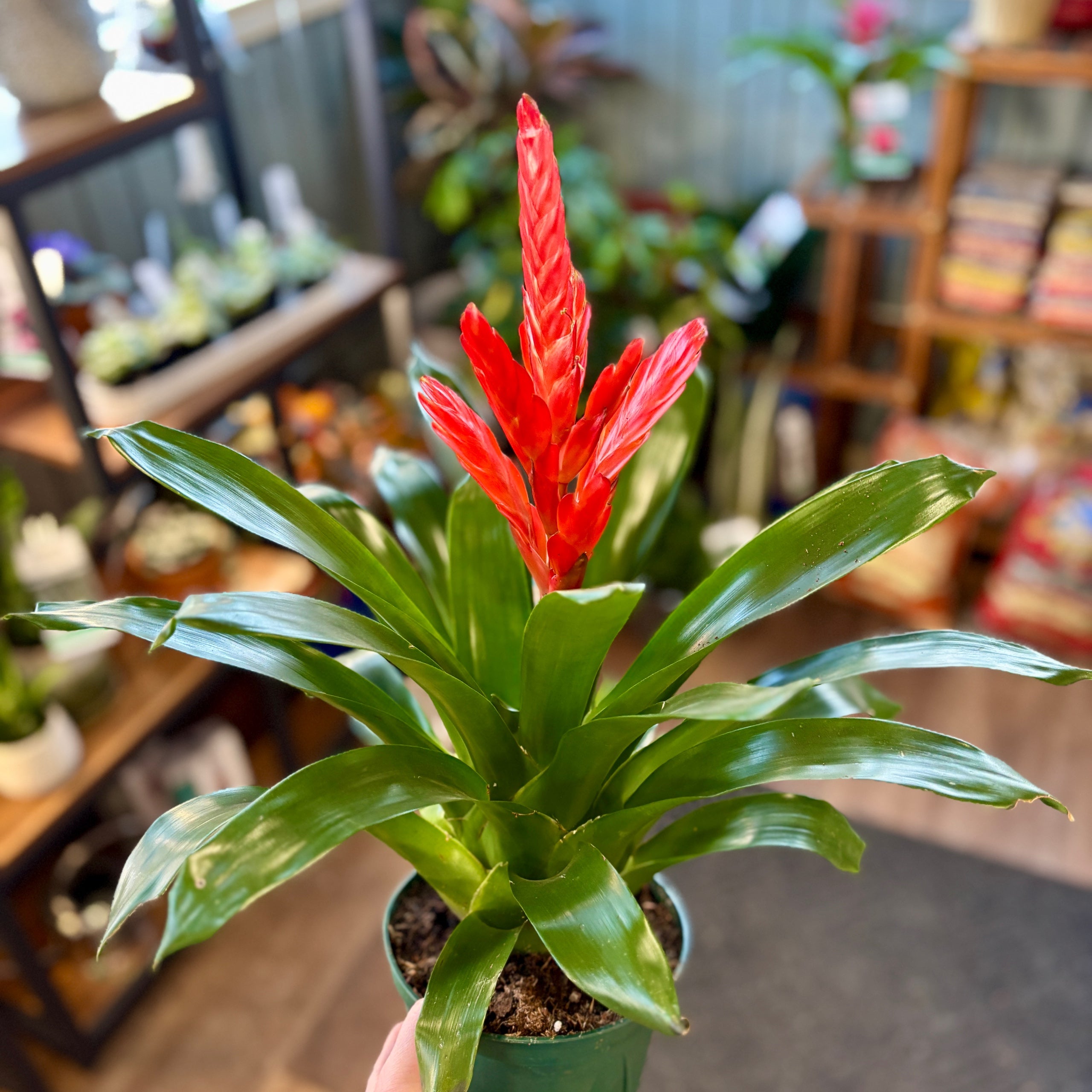 Bromeliad Vriesea Intenso