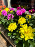 4.5" Dahlia