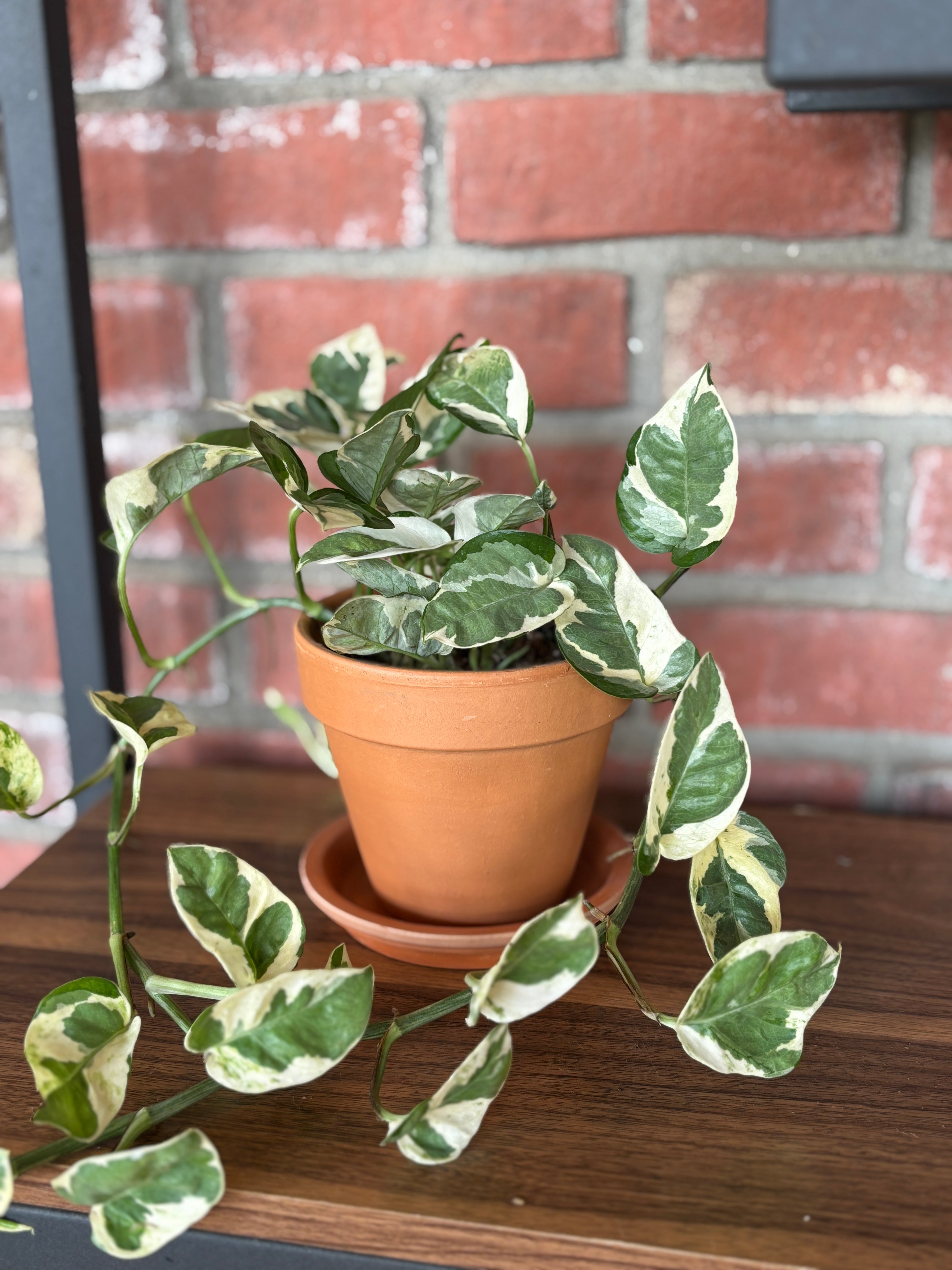 Terracotta Clay Saucer 5"D X .8"H
