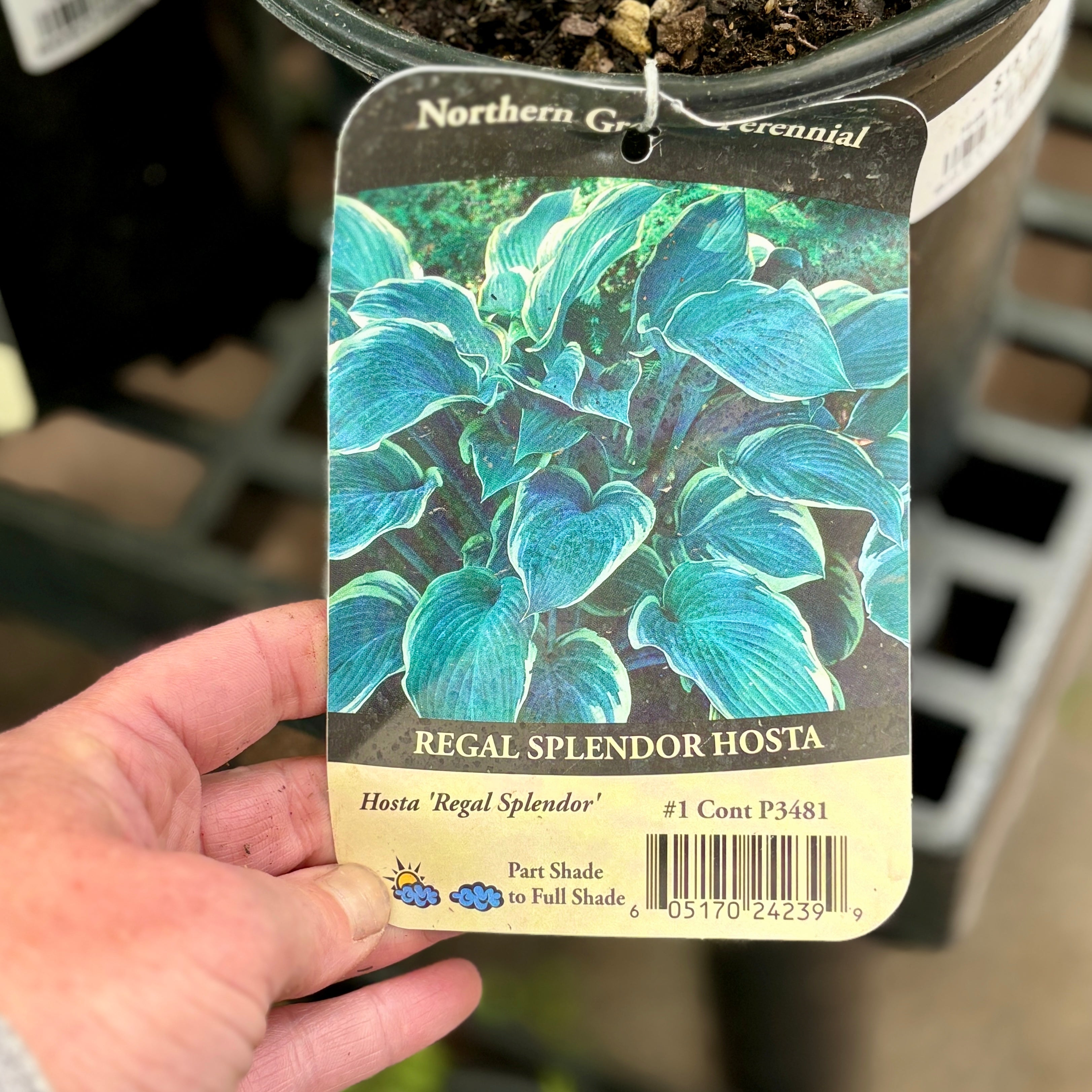 Hosta Regal Splendor #1Gallon