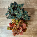 Rex Begonia, Assorted 6 Inch Pot