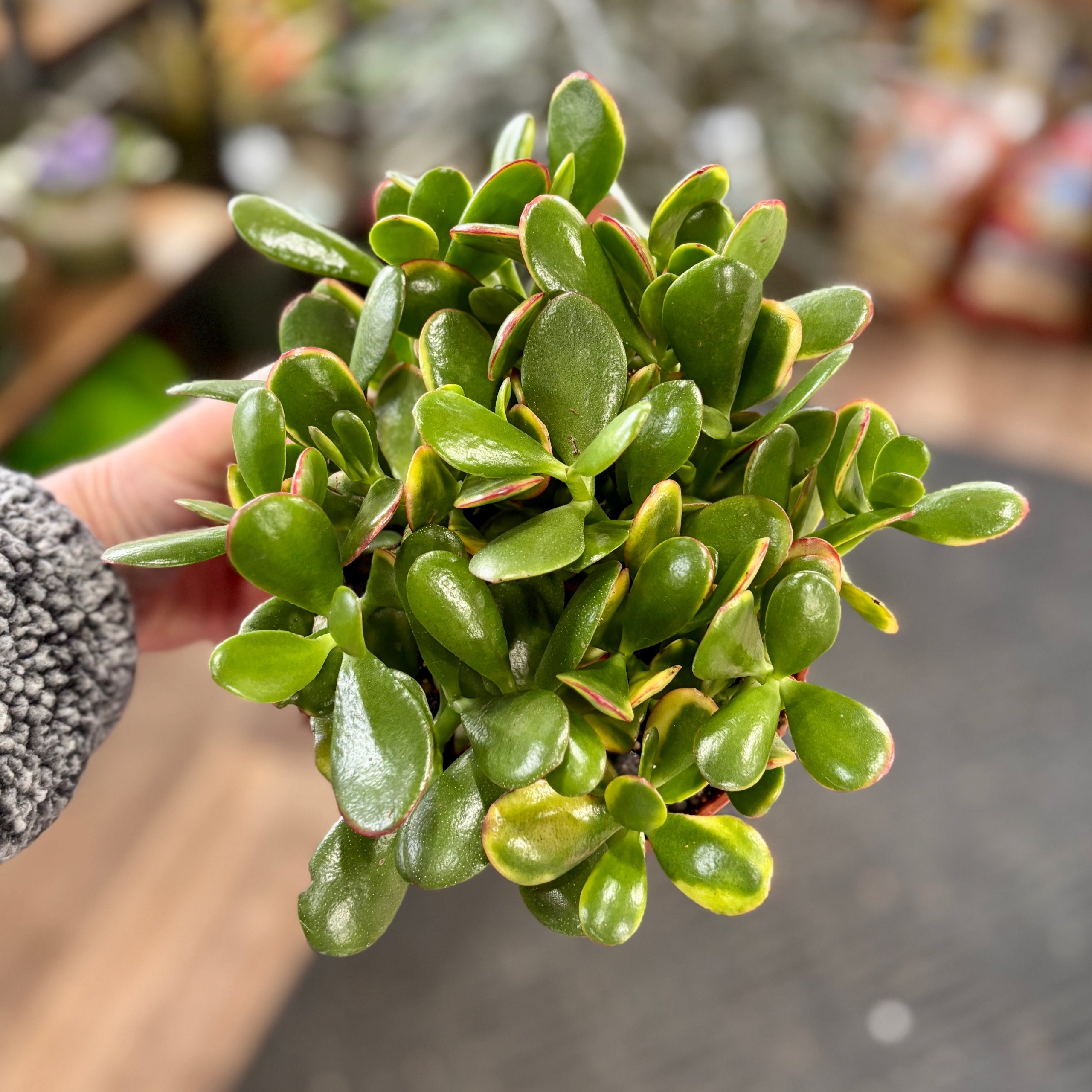 Crassula Jade 'sunset' 6"