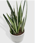 Sansevieria 'Bantel's Sensation' 6" Pot