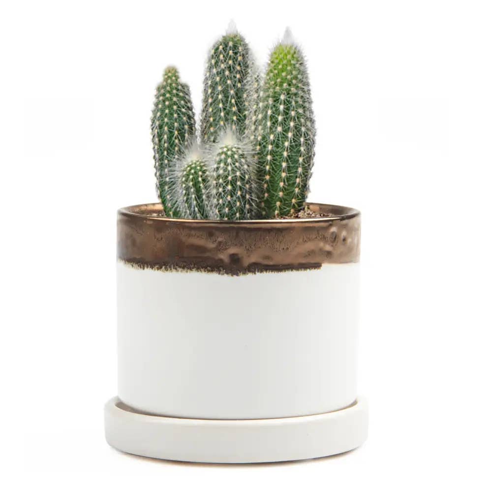 Minute Handmade Ceramic Planter Indoors Pot With Saucer: Bronze White, 3"